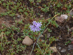 Dichelostemma