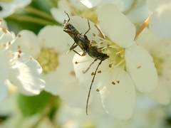 Molorchus bimaculatus