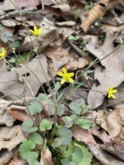 Ranunculus harveyi