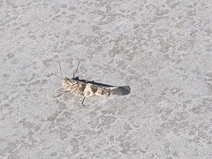 Trimerotropis pallidipennis