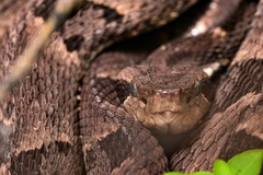 Bothrops venezuelensis