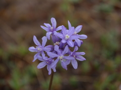 Dichelostemma