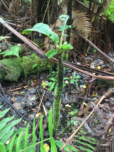 Cyanea tritomantha observed 2015-05-16