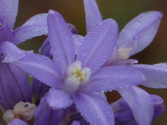 Dichelostemma