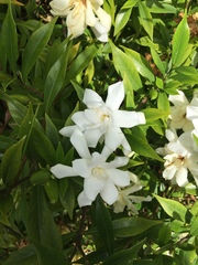 Gardenia jasminoides
