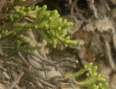Veronica quadrifaria