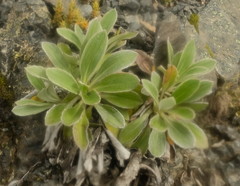 Celmisia cockayneana