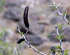 Prosopis denudans