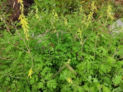 Corydalis pallida
