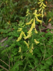 Corydalis pallida