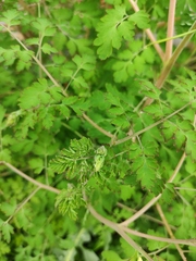 Corydalis pallida