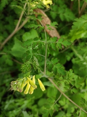 Corydalis pallida