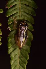 Osteocephalus carri