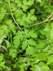 Corydalis pallida
