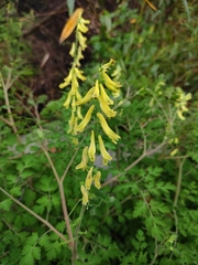 Corydalis pallida