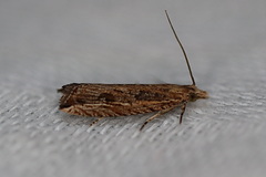 Bactra venosana