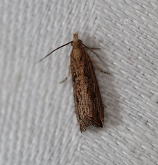 Bactra venosana
