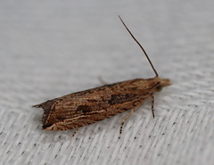 Bactra venosana