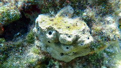 Irciniidae