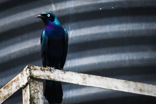 Splendid Starling
