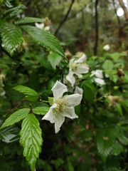 Rubus hirsutus