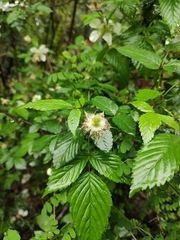 Rubus hirsutus