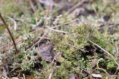 Cladonia multiformis