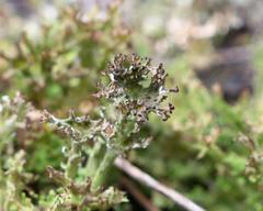 Cladonia multiformis