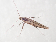 Caloptilia populetorum