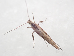Caloptilia populetorum