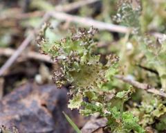 Cladonia multiformis