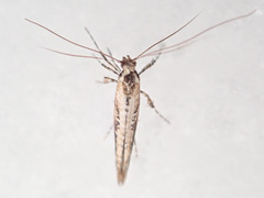 Caloptilia populetorum