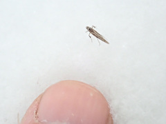 Caloptilia populetorum