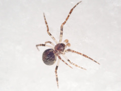 Theridion varians