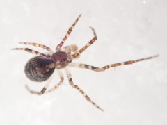 Theridion varians