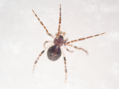 Theridion varians