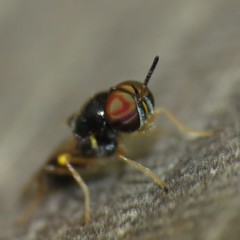 Euparyphus
