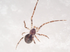 Theridion varians