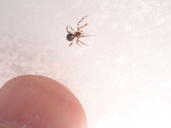Theridion varians