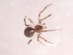 Theridion varians