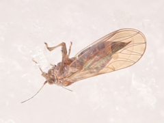 Cacopsylla melanoneura