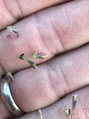 Poa sylvestris