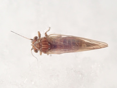 Cacopsylla melanoneura