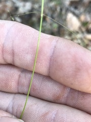 Poa sylvestris