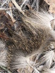 Odocoileus virginianus