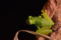 Rulyrana flavopunctata