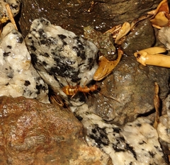 Camponotus variegatus