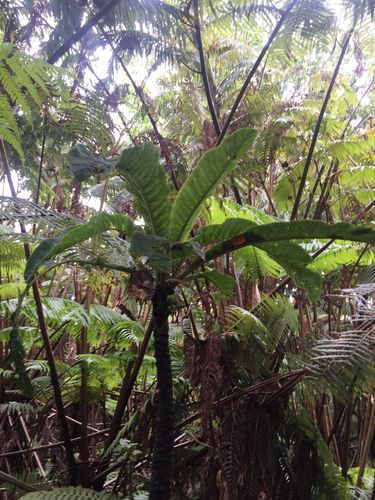 Cyanea tritomantha observed 2015-05-16