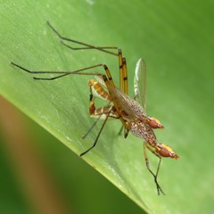 Micropeza stigmatica