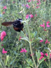 Xylocopa augusti